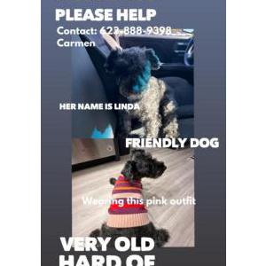 Lost Dog Linda