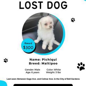 Lost Dog Pichiqui