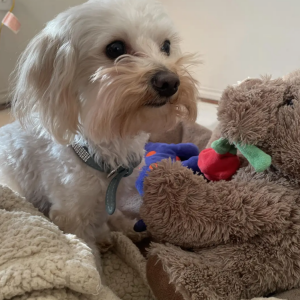Image of Chase, Lost Dog