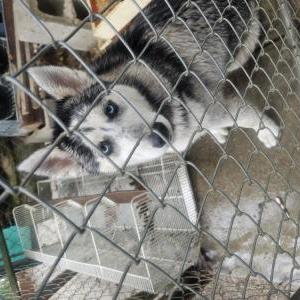Image of Unknown no collar, Found Dog