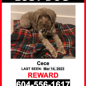 Lost Dog Cece