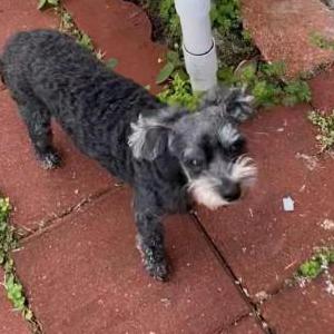 Image of Mya, Lost Dog