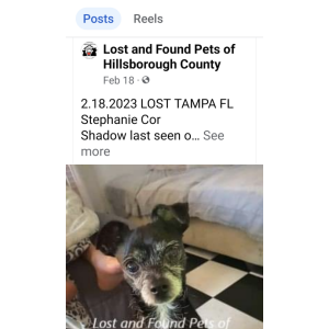 Image of Shadow, Lost Dog