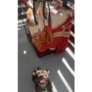 Image of Bear, Lost Dog