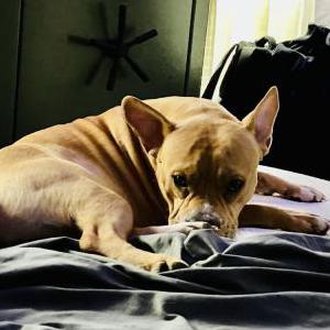 Image of Apollo, Lost Dog