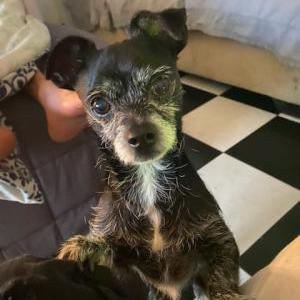 Image of Shadow, Lost Dog