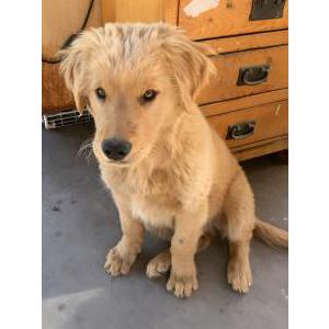 Lost Dog enzo