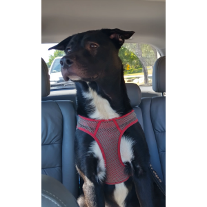 2nd Image of Shadow, Lost Dog