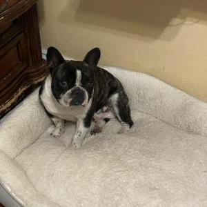 Image of Tijuanito, Lost Dog