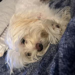 Found Dog Unknown