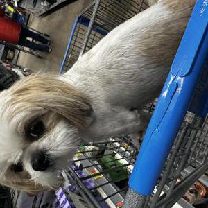 Image of Angel, Lost Dog