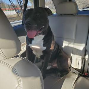 Image of Unknown, Found Dog