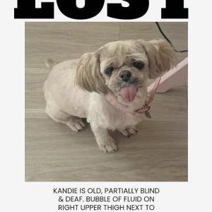 Lost Dog Kandie