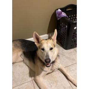 Image of Bailey, Lost Dog