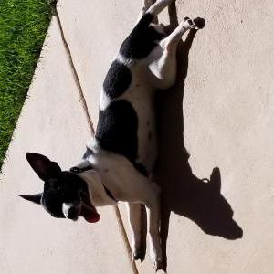 Image of Unknown, Found Dog