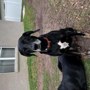 Image of Joey, Lost Dog