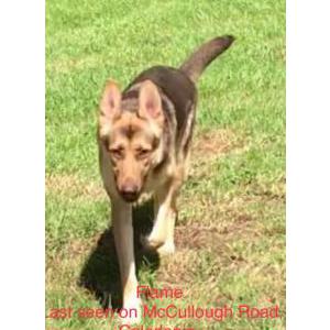 Image of Flame, Lost Dog