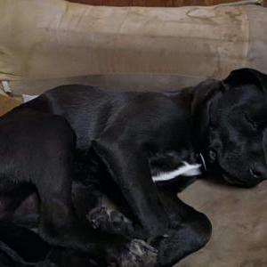 Image of Junior, Lost Dog