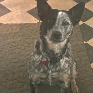 Image of Flick, Lost Dog