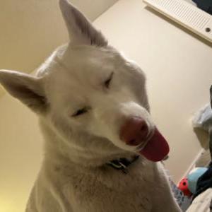 Image of Amethyst, Lost Dog
