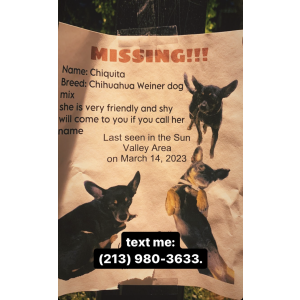 Lost Dog Chiquita