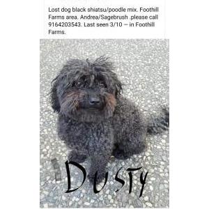 Image of Dusty, Lost Dog