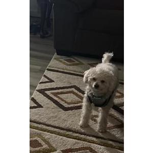 Image of NILO, Lost Dog