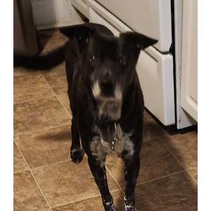 Image of Kayley, Lost Dog