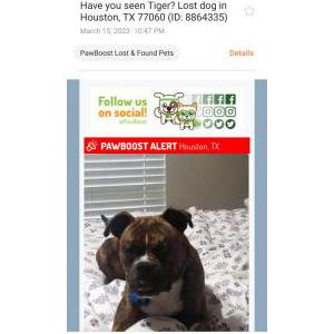 Image of Tiger, Lost Dog