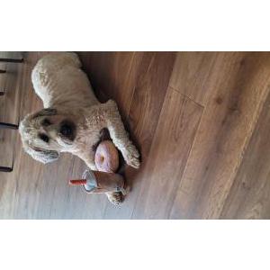 Image of Harley, Lost Dog