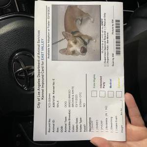 Found Dog Unknown