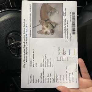 Found Dog Unknown