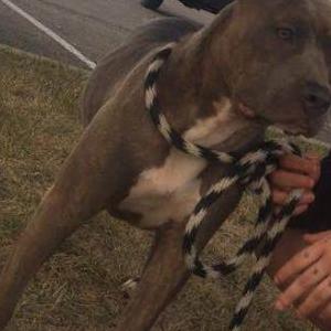 Image of Sativa, Lost Dog
