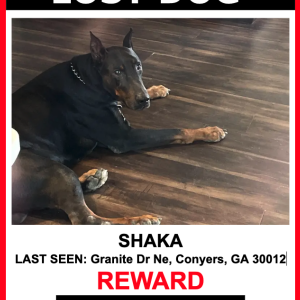 Image of Shaka, Lost Dog