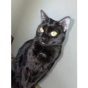 Image of Maki, Lost Cat