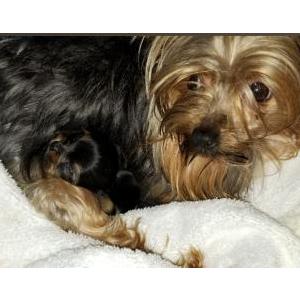 Image of Crystal, Lost Dog