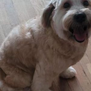 Image of Summer, Lost Dog