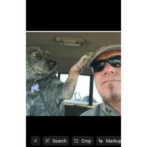 Image of Bruno, Lost Dog