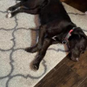 Lost Dog Emma And sparky