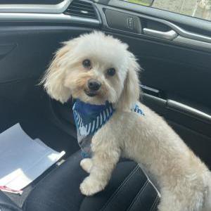 Image of Chase, Lost Dog