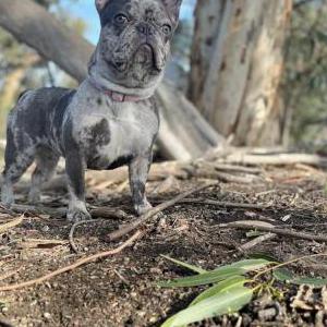 Image of Medusa, Lost Dog