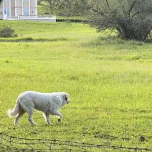 Found Dog Unknown