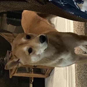 Image of Yuri, Lost Dog