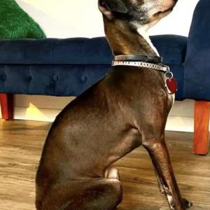 Image of Zinny, Lost Dog