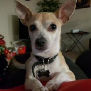 Image of Kali, Lost Dog