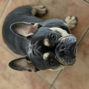Image of Stitch/JD, Lost Dog