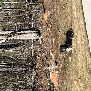 Image of Unknown, Found Dog