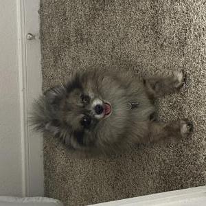 Image of Hachi, Lost Dog