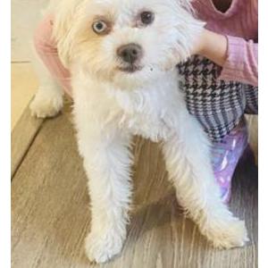 Image of Nube, Lost Dog