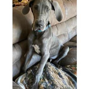 Image of Jetson, Lost Dog